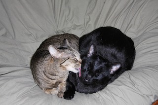 Karma & Bodhi
