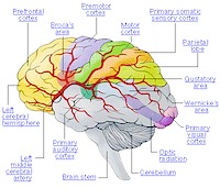 ama_brain_stroke_lev20_thebraineffectsstroke_01