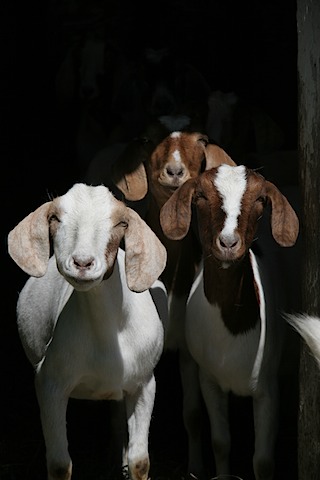 Boer%20goats