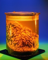 Brain-714839