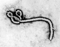 gpw-20050430a-fullsize-ebola-virus-cdc-phil-id-1181